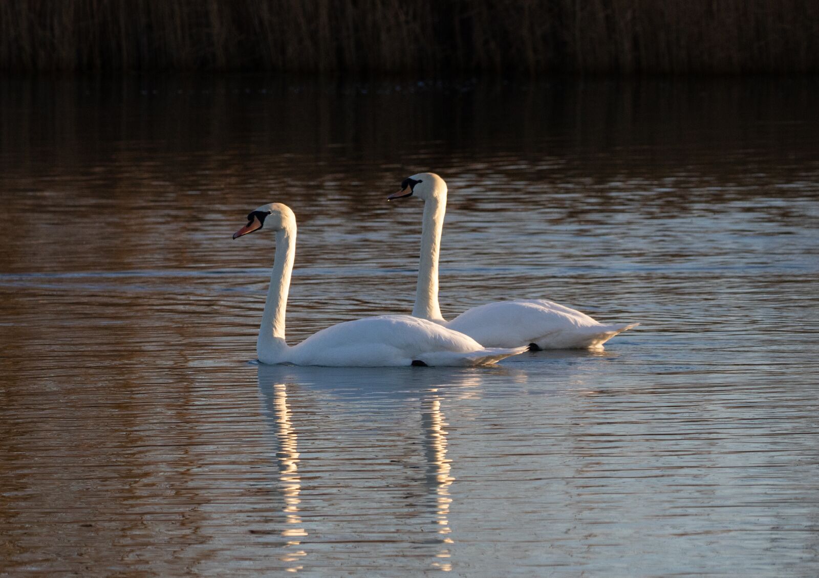 Canon EOS 7D Mark II sample photo. Swans, reflection, lake photography