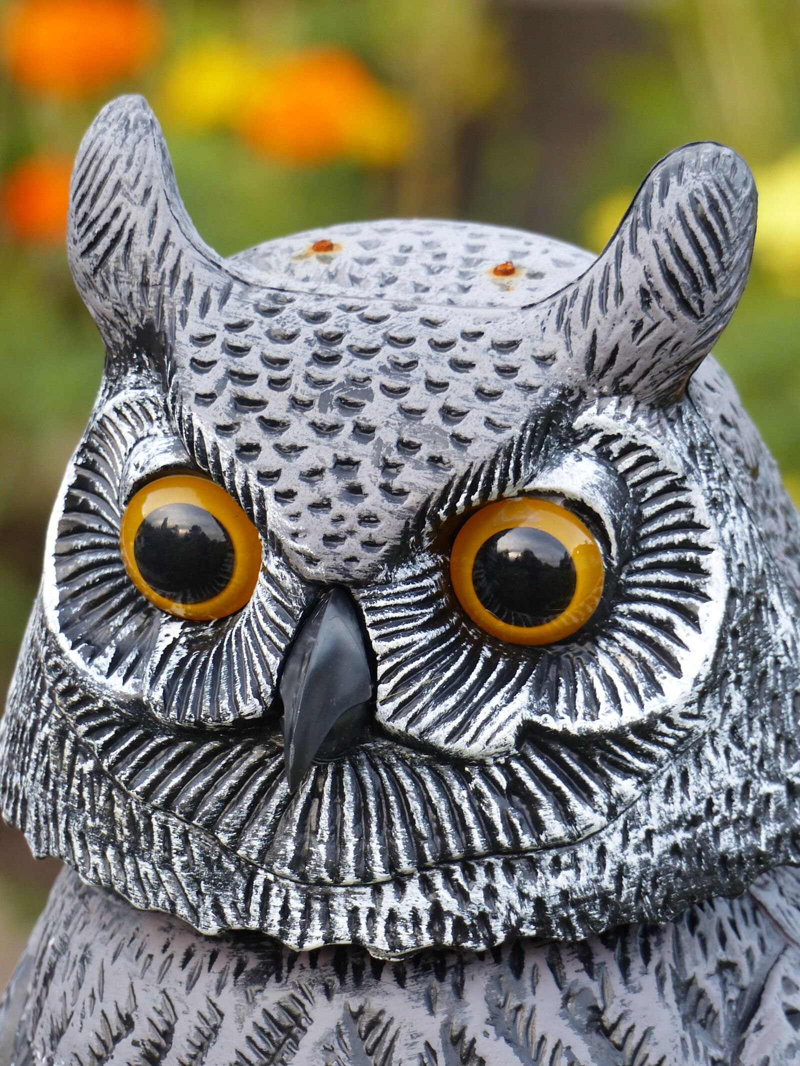 Panasonic Lumix DMC-FZ200 sample photo. Owl, eyes, nature photography