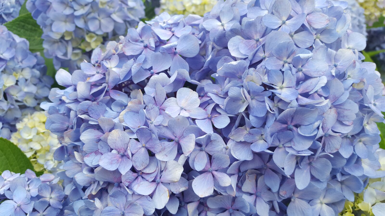 Samsung Galaxy S6 sample photo. Hydrangea, flowers, nature photography