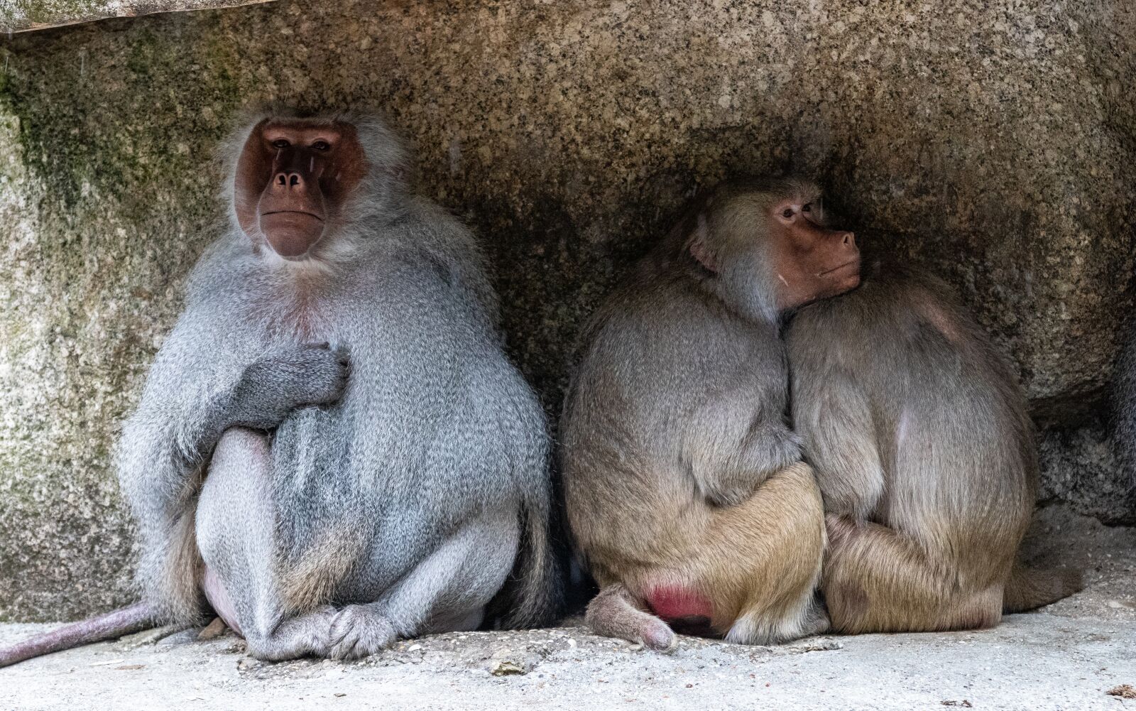 Canon EOS 80D + Canon EF 70-200mm F2.8L IS II USM sample photo. Ape, baboon, zoo photography