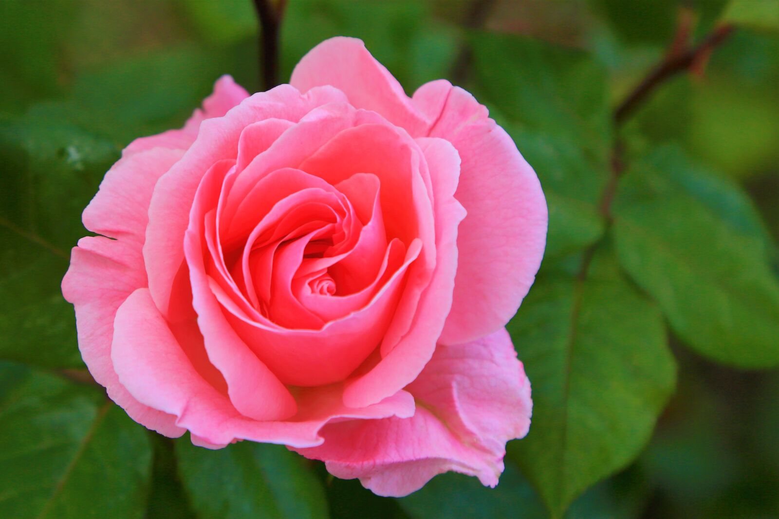 Canon EOS 5D Mark III sample photo. Rose, red, spring photography