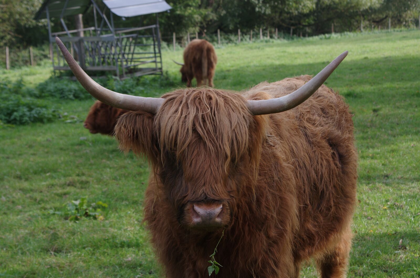 Pentax K-5 II sample photo. Highland cattle, highland cow photography