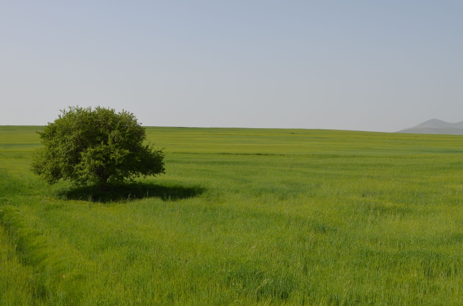 Nikon D5100 sample photo. Tree, nature, landscape photography