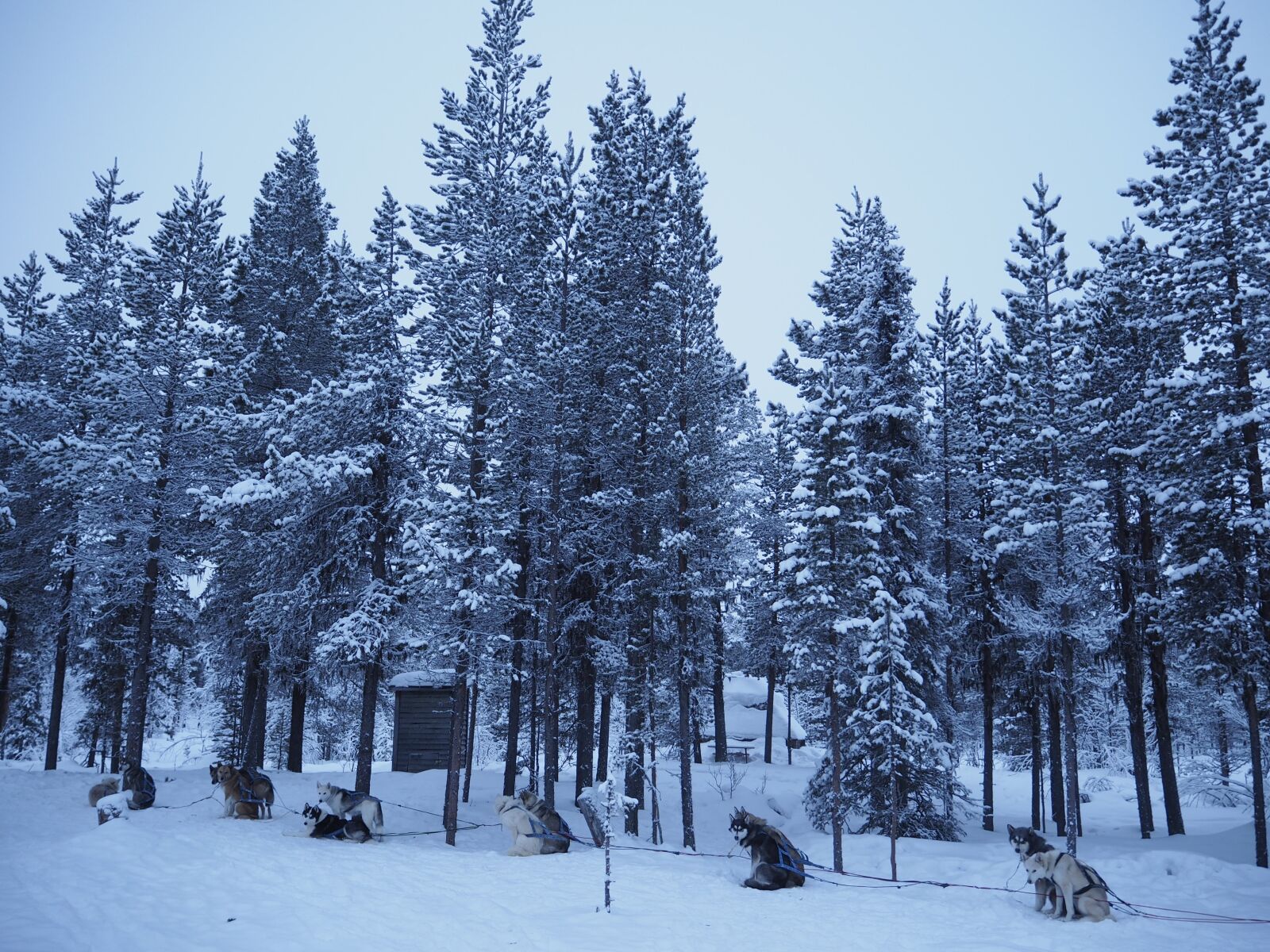 Olympus OM-D E-M10 sample photo. Dog sledding, dog, sled photography
