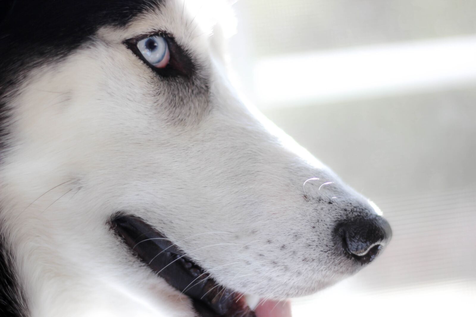 Canon EOS 600D (Rebel EOS T3i / EOS Kiss X5) sample photo. Dog, husky, siberian husky photography