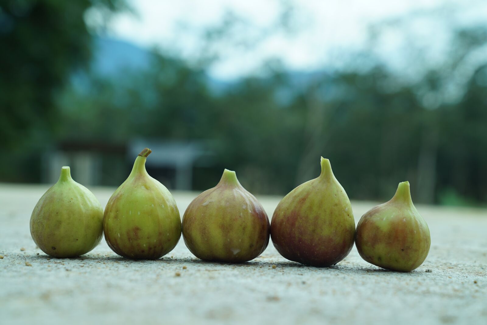 Sony a7S + Sony FE 24-70mm F2.8 GM sample photo. Figs, tropical figs, agriculture photography