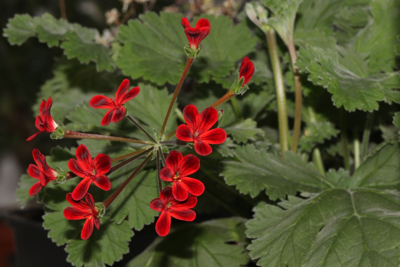 Canon EOS 7D Mark II sample photo. Pelargonium, red, flower photography