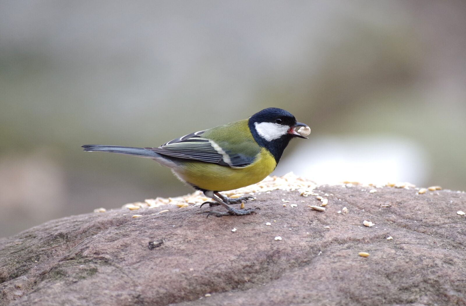 Pentax K-30 sample photo. Tit, bird, songbird photography