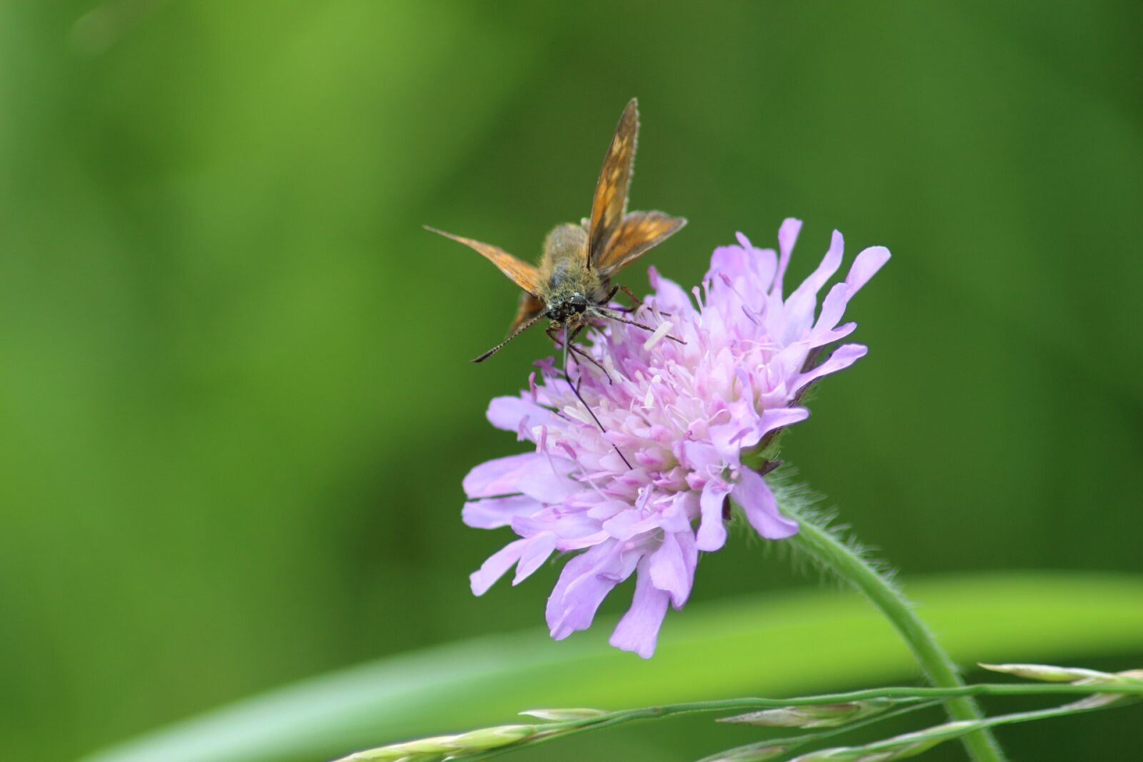 Canon EOS 1200D (EOS Rebel T5 / EOS Kiss X70 / EOS Hi) sample photo. Nature, flower, summer photography