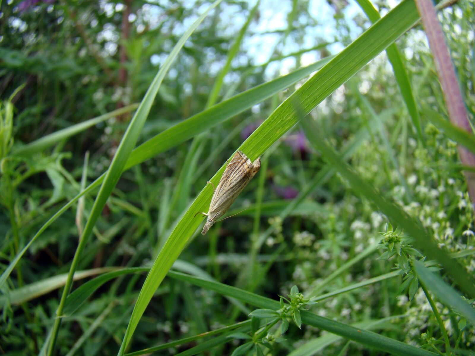 Sony Cyber-shot DSC-H50 sample photo. Grass, insect, closeup photography