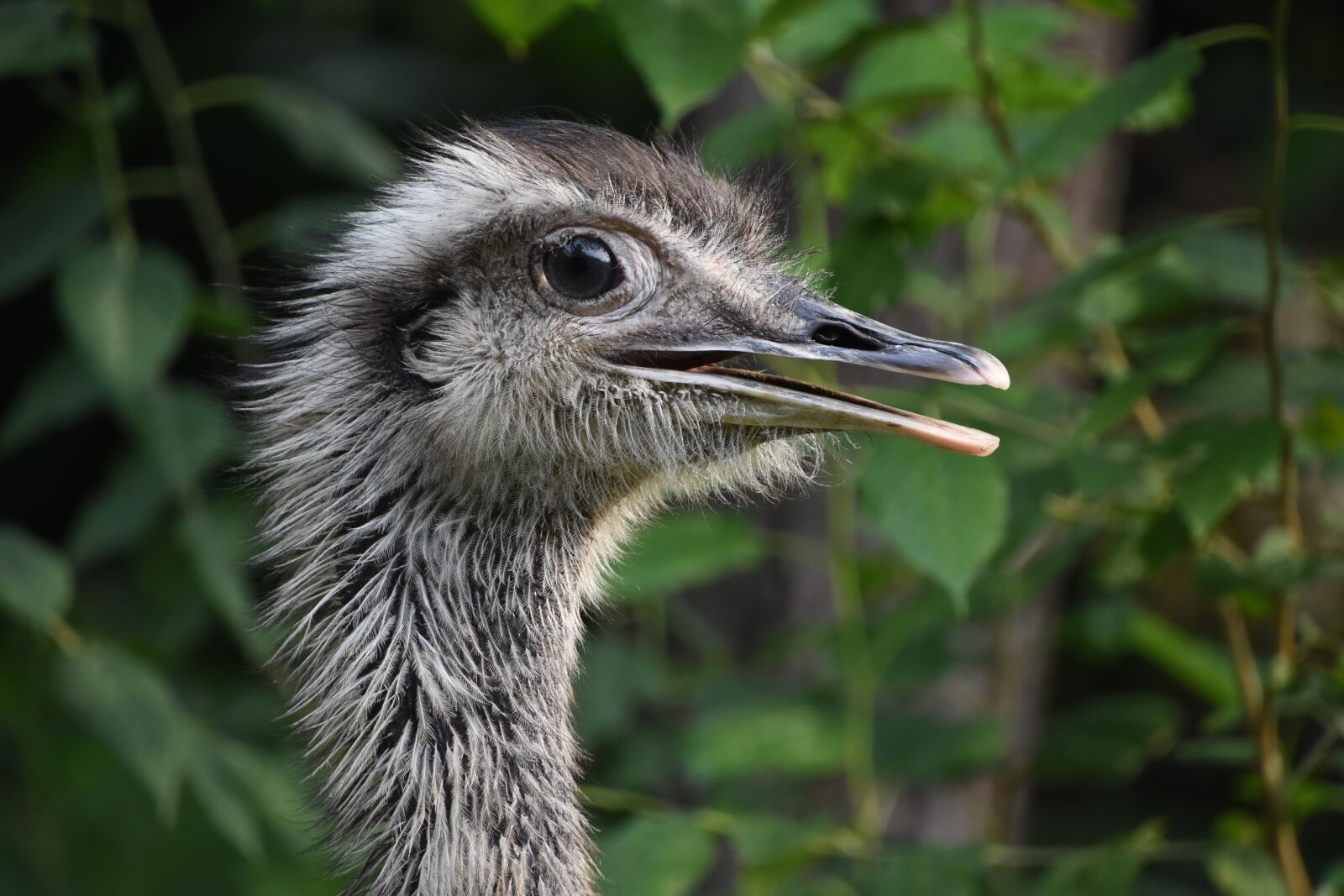 Nikon D7200 sample photo. The ostrich, close-up, head photography