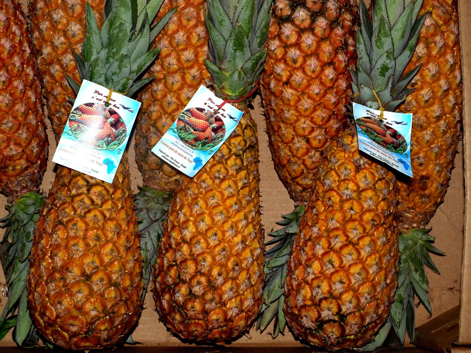 Olympus E-510 (EVOLT E-510) sample photo. Pineapple, food, fruit photography
