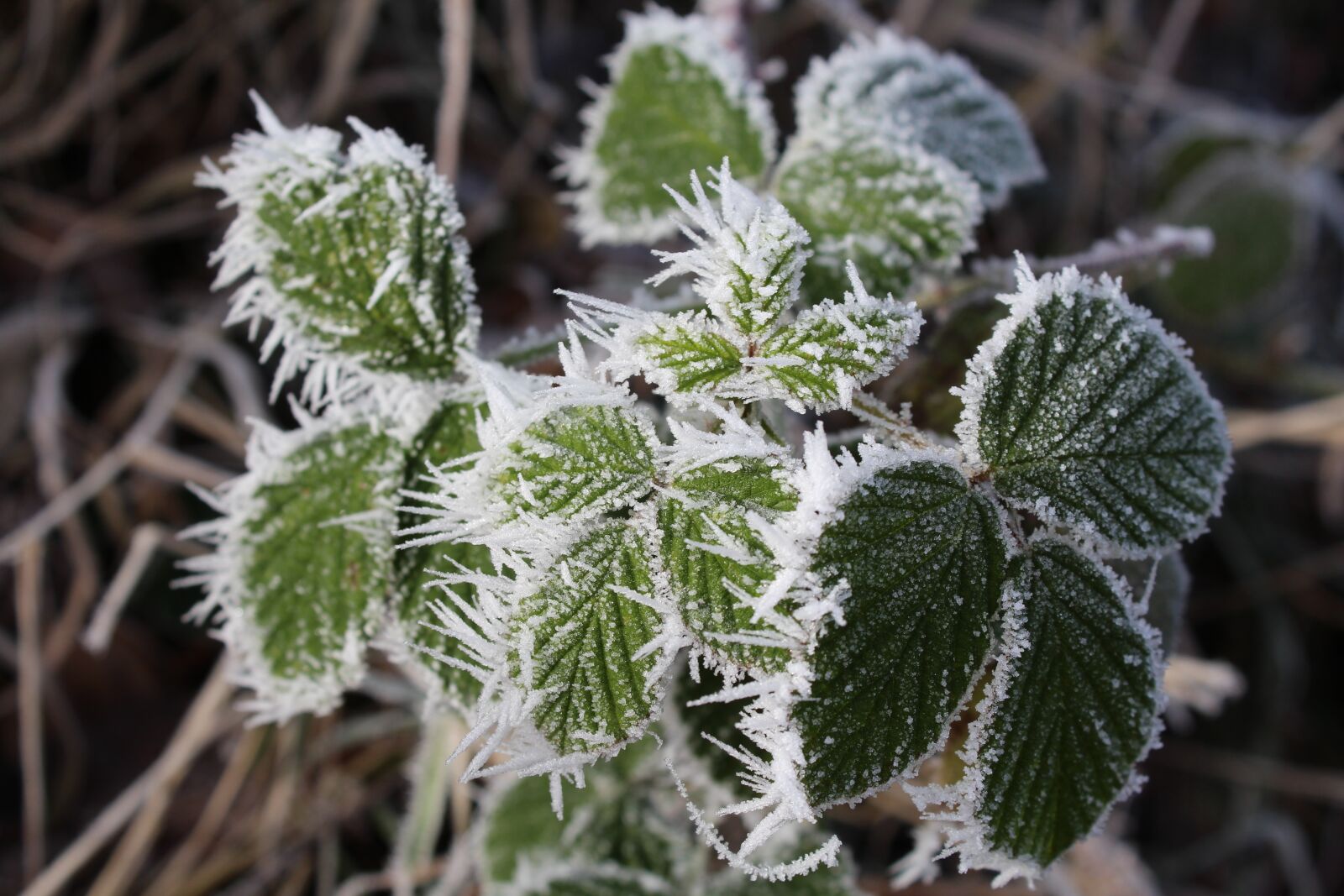 Canon EOS 1200D (EOS Rebel T5 / EOS Kiss X70 / EOS Hi) sample photo. Bramble, winter, cold photography