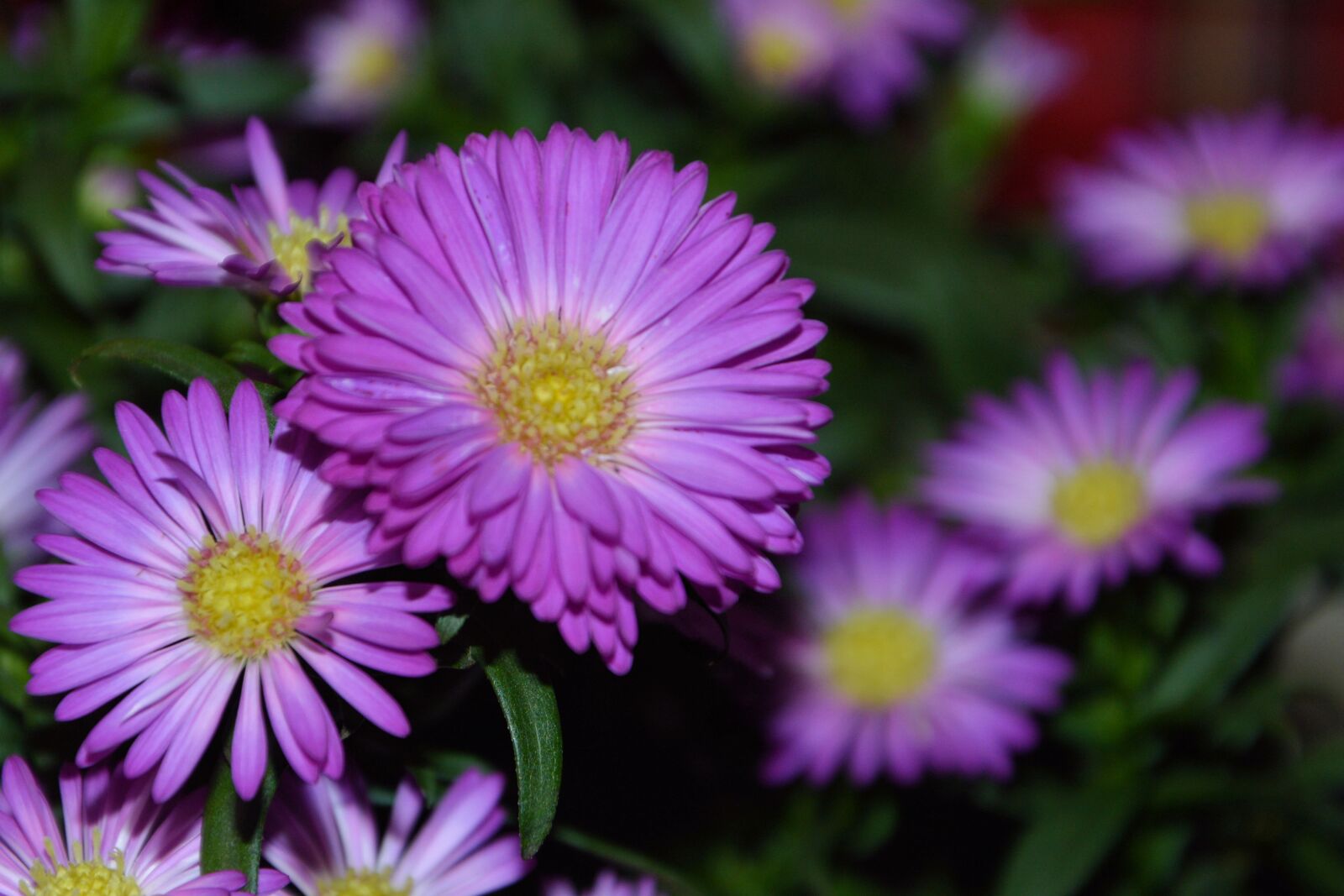 Nikon D3200 sample photo. Asters, herbstastern, pink photography