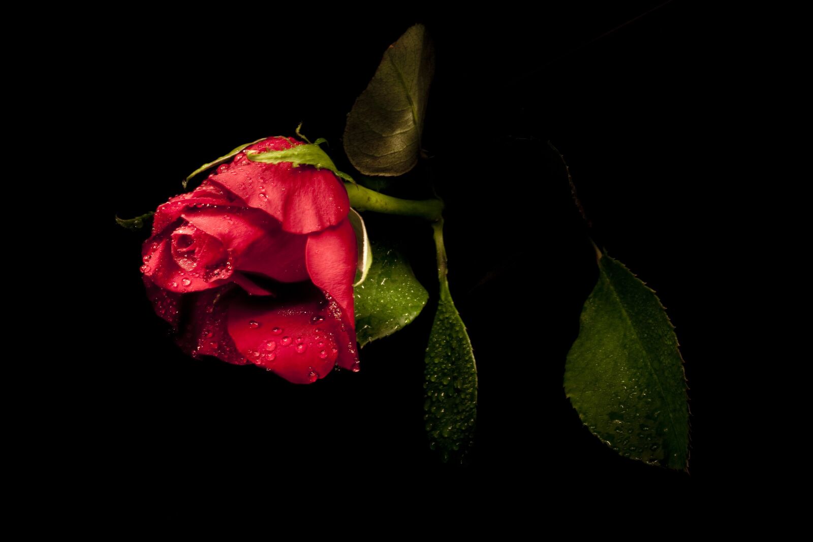 Canon EOS 500D (EOS Rebel T1i / EOS Kiss X3) sample photo. Rose, light coloring, the photography