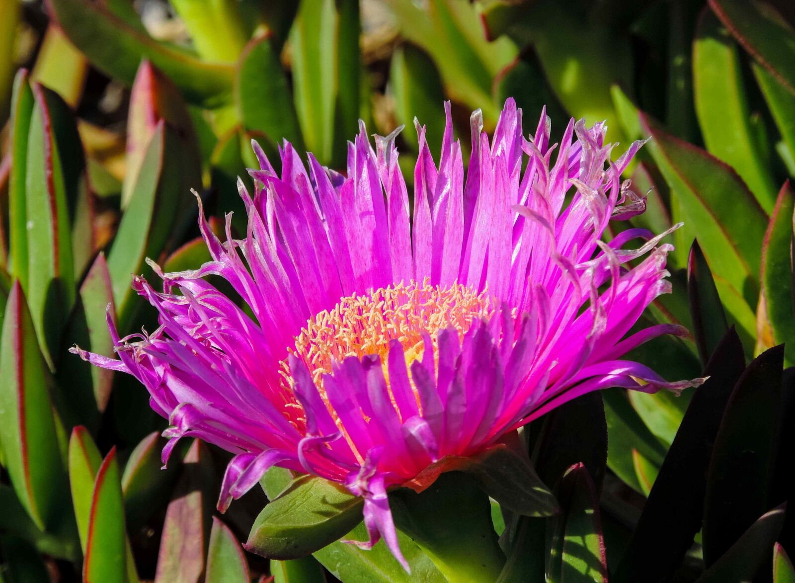 Nikon Coolpix P520 sample photo. Flower, flowers, petals photography