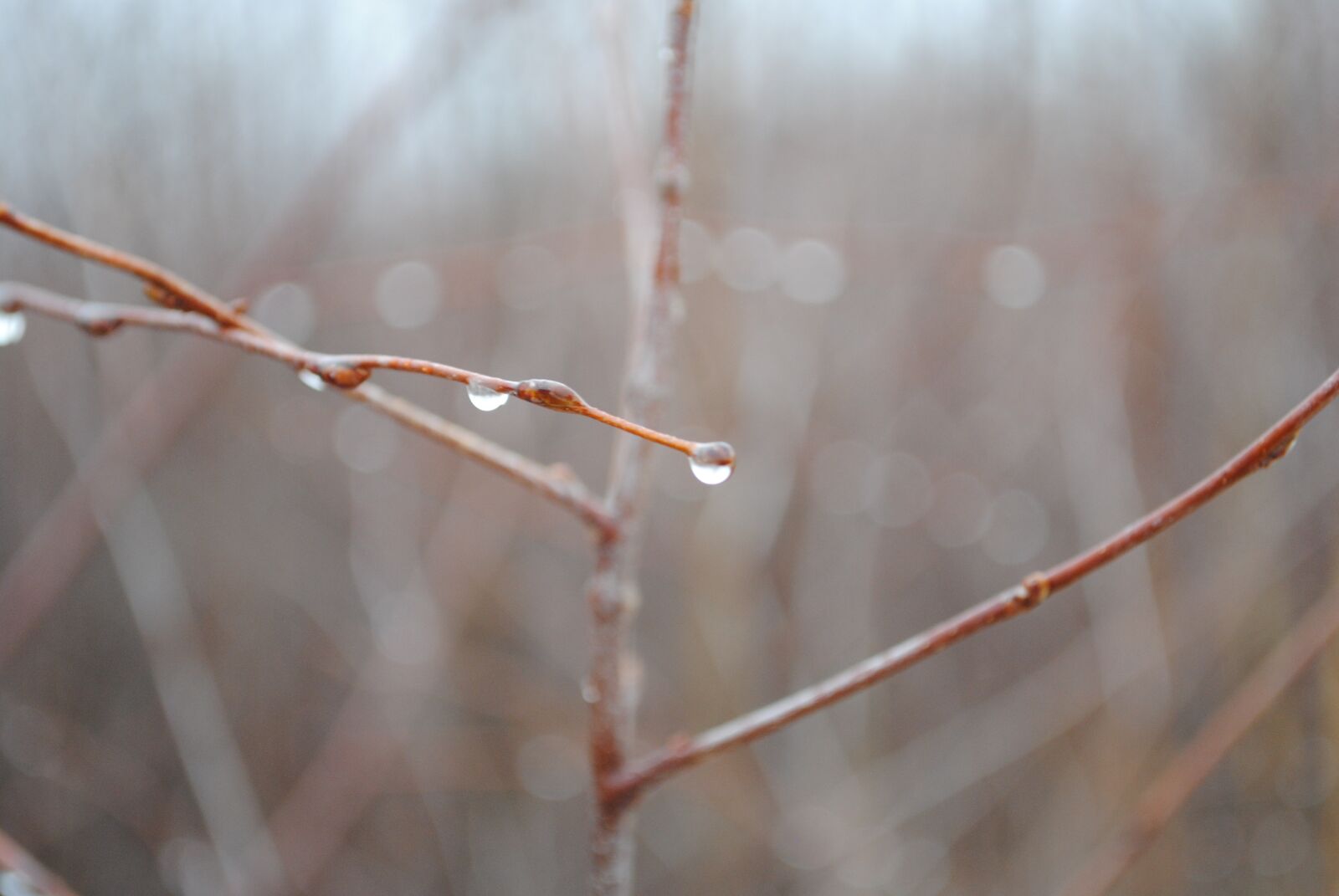 Nikon D3000 sample photo. Forest, tree, landscape photography