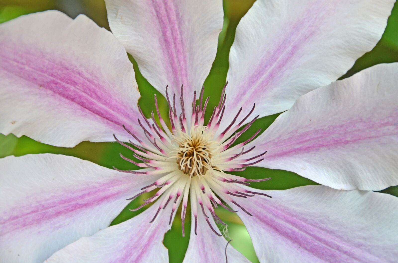 Nikon D5100 sample photo. Flower, blossom, bloom photography