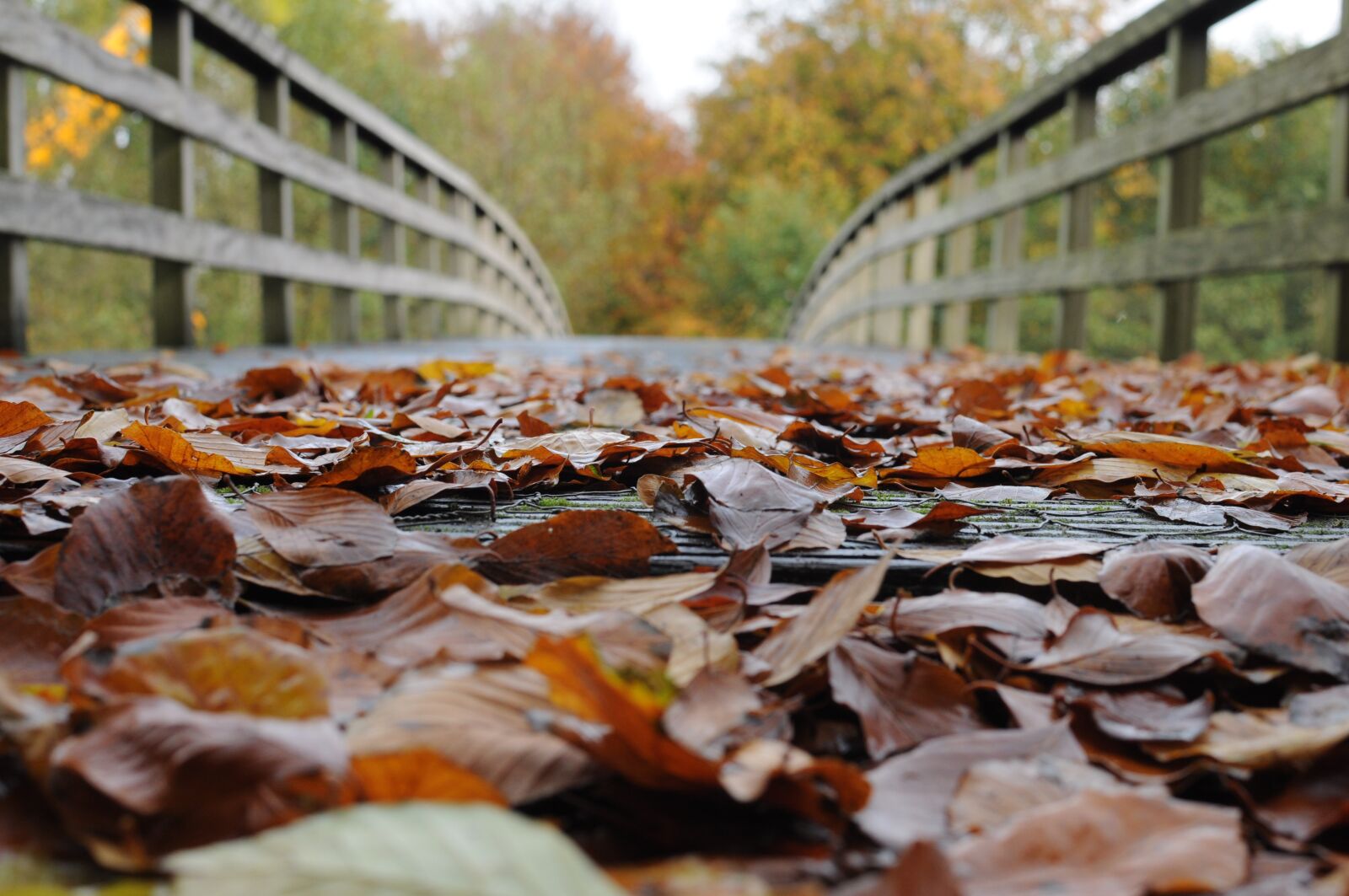 Nikon D5000 sample photo. Fall foliage, wooden bridge photography