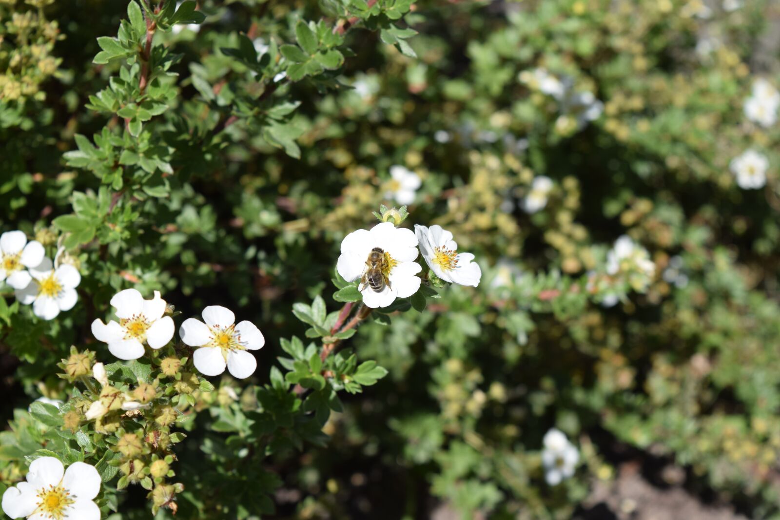 Nikon D3300 sample photo. Flower, bee, august photography