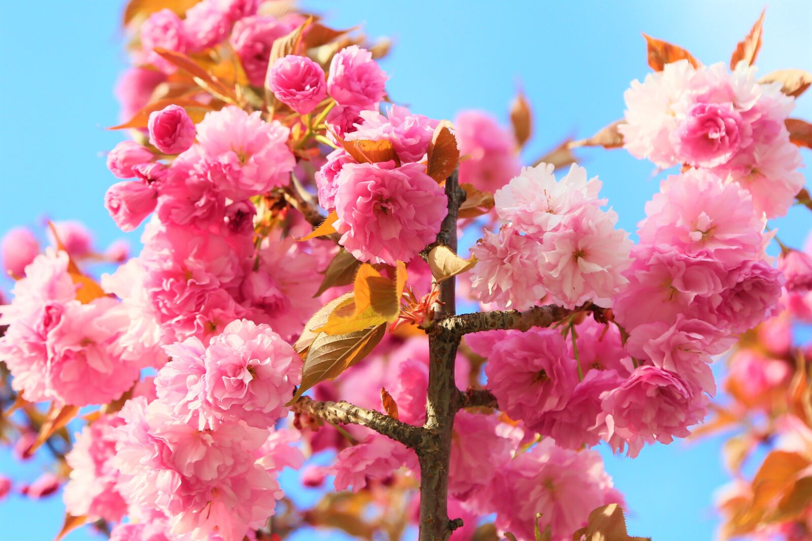 Canon EF 24-105mm F4L IS USM sample photo. Flowers, cherry, spring photography