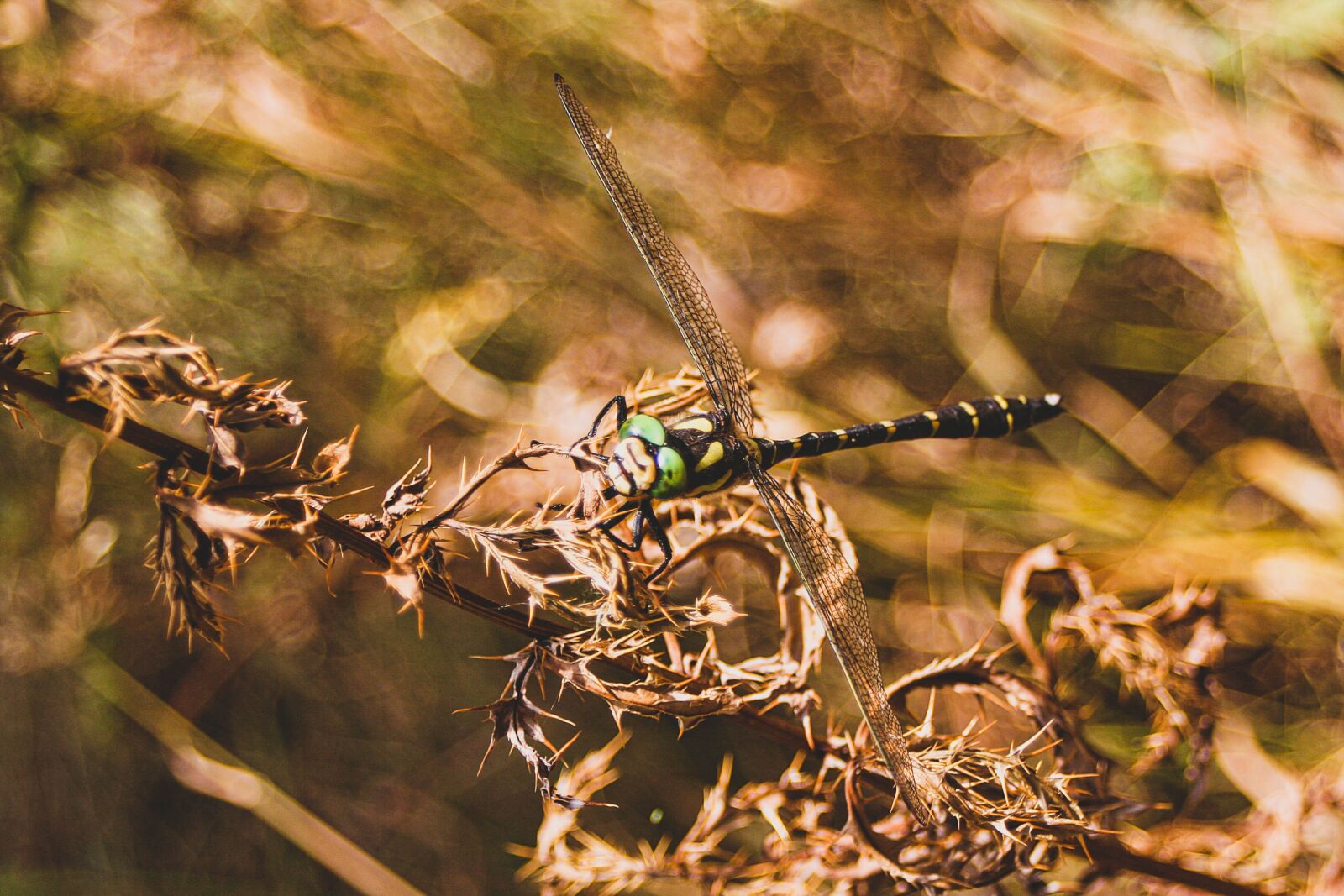 Canon EOS 350D (EOS Digital Rebel XT / EOS Kiss Digital N) sample photo. Dragonfly, macro, insect photography