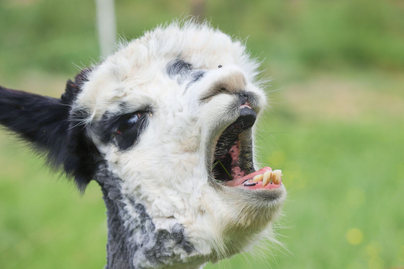 Canon EOS 200D (EOS Rebel SL2 / EOS Kiss X9) sample photo. Alpaca, yawn, foot photography