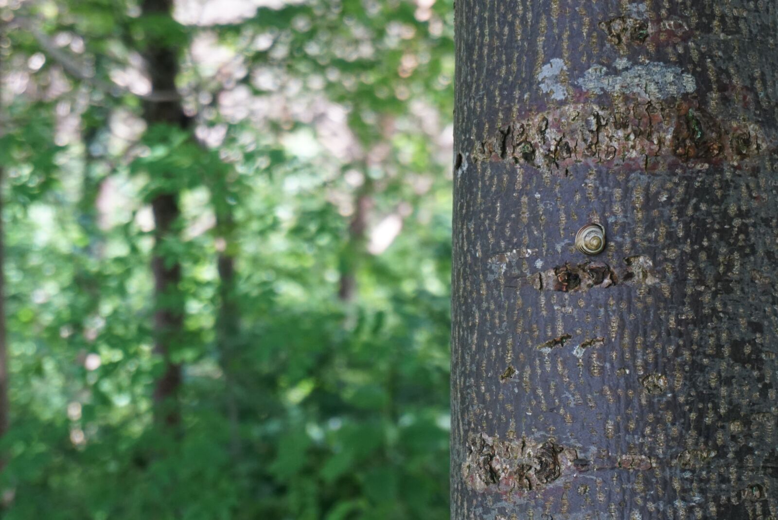 Sony a6000 sample photo. Tree, green, peaceful photography
