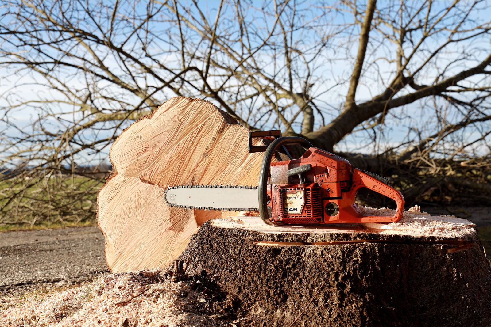 Canon RF 24-105mm F4L IS USM sample photo. Chainsaw, tree, tree pruning photography