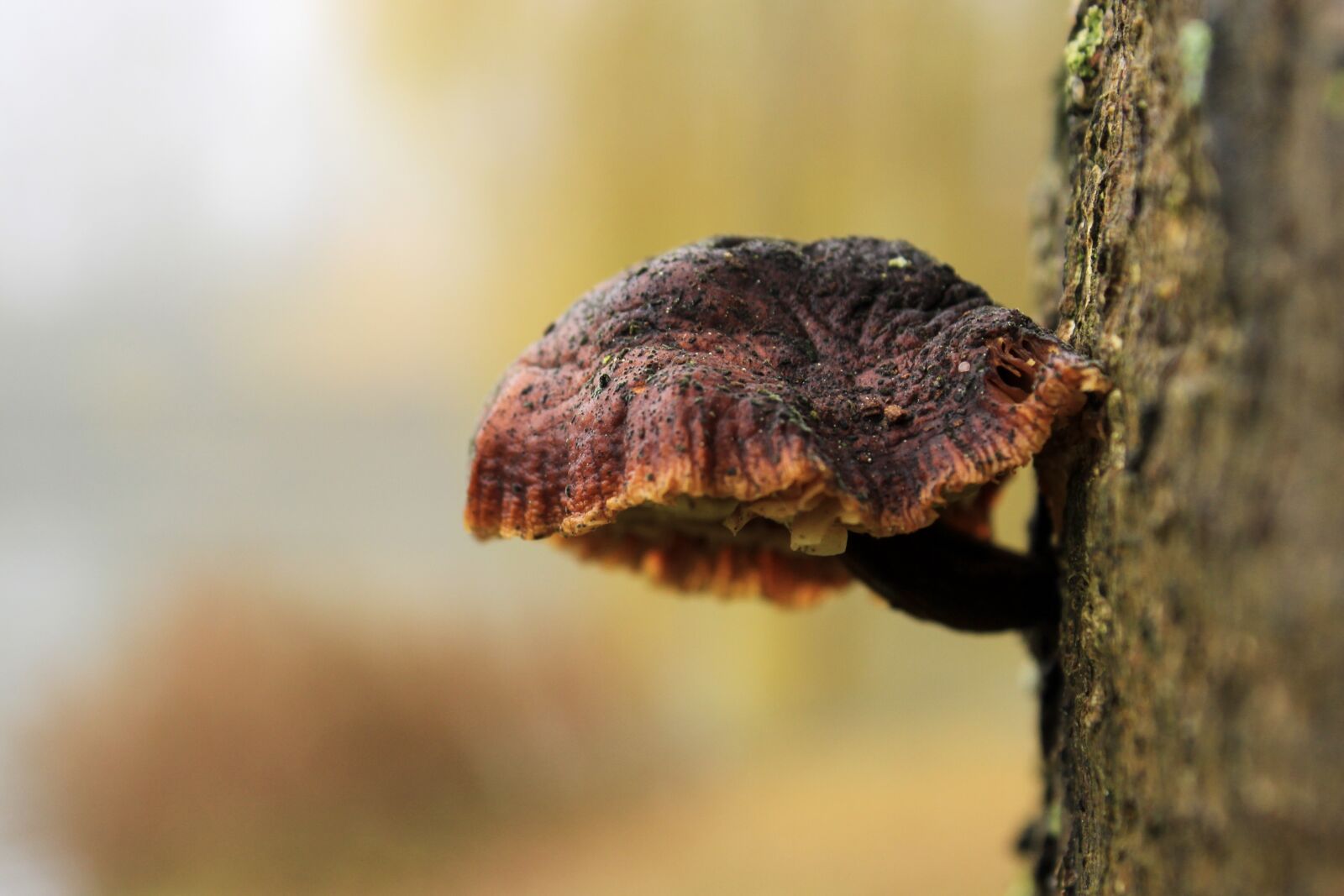 Canon EOS 2000D (EOS Rebel T7 / EOS Kiss X90 / EOS 1500D) sample photo. Mushrooms, forest, log photography