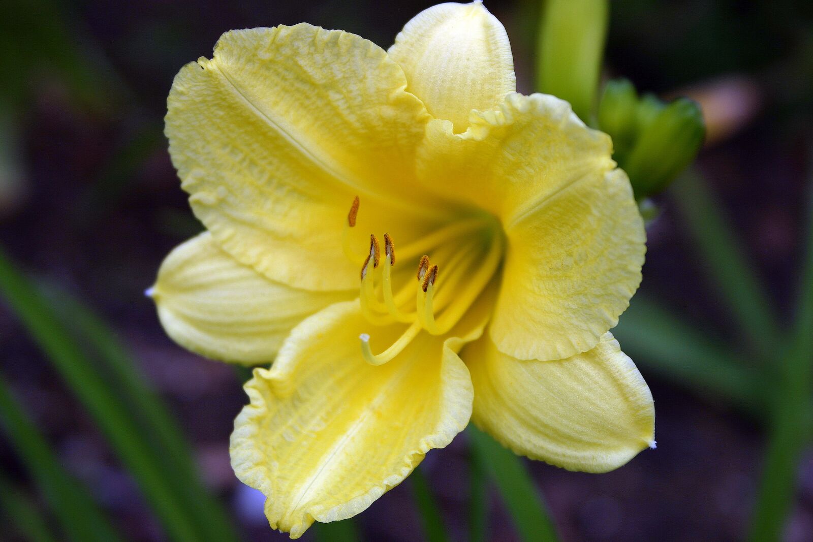 Canon EOS 300D (EOS Digital Rebel / EOS Kiss Digital) sample photo. Daylily, flower, close up photography