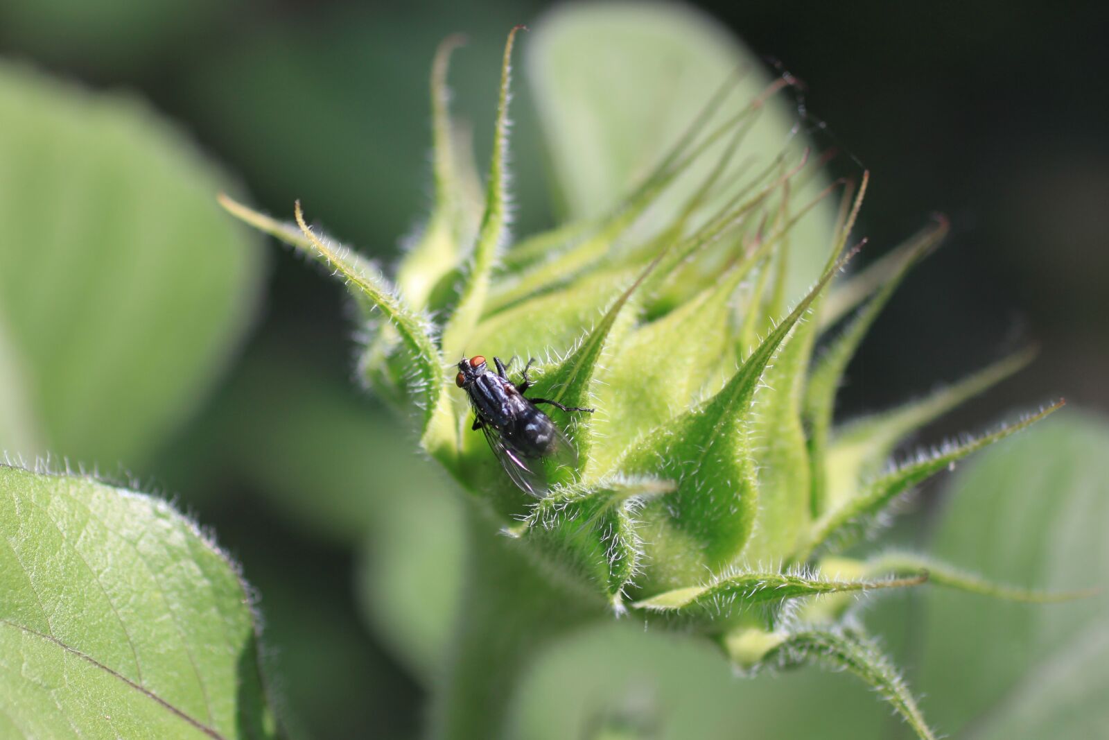 Canon EOS 500D (EOS Rebel T1i / EOS Kiss X3) sample photo. Fly, insect, sunflower photography