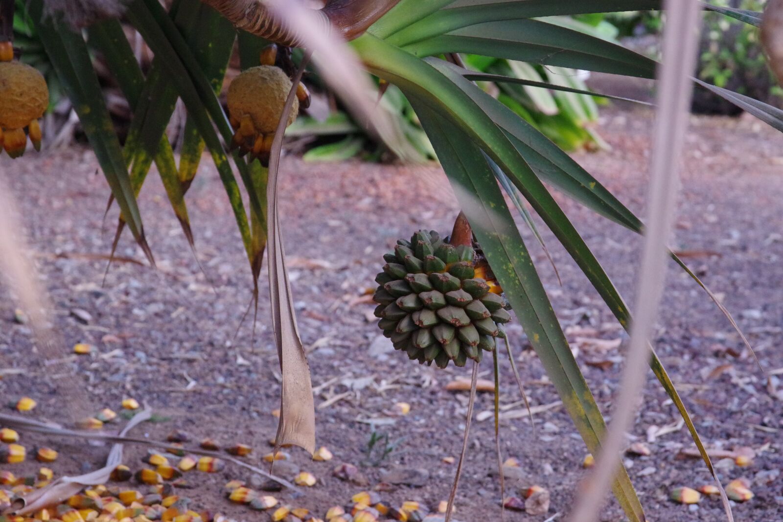 Pentax K-70 sample photo. Pandanus, common screwpine, fruit photography