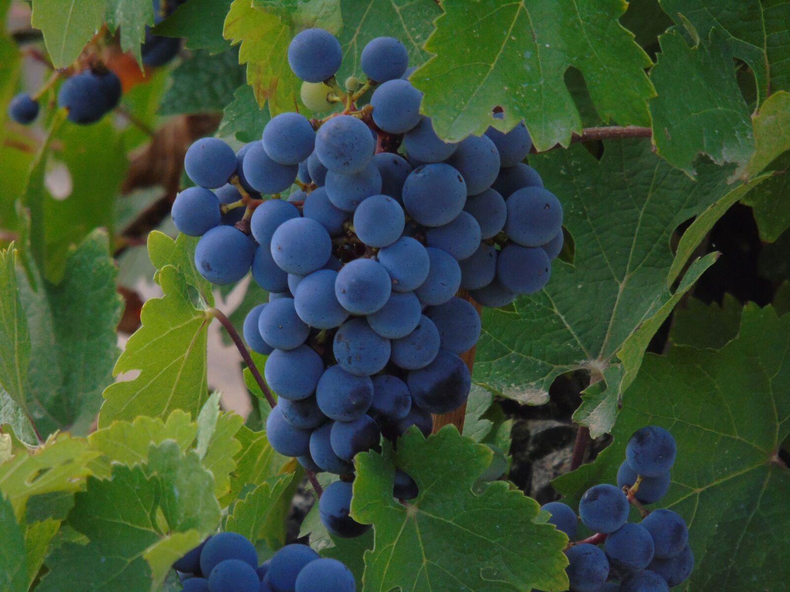 Sony Cyber-shot DSC-H400 sample photo. Harvest, grape, vineyard photography