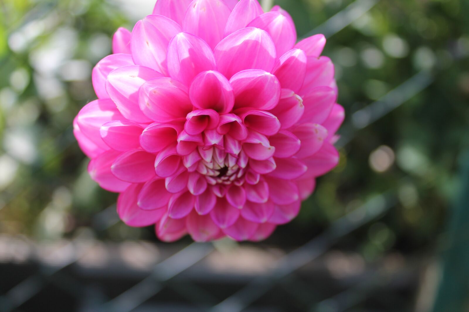 Canon EOS 1100D (EOS Rebel T3 / EOS Kiss X50) sample photo. Dahlia, flower, pink photography