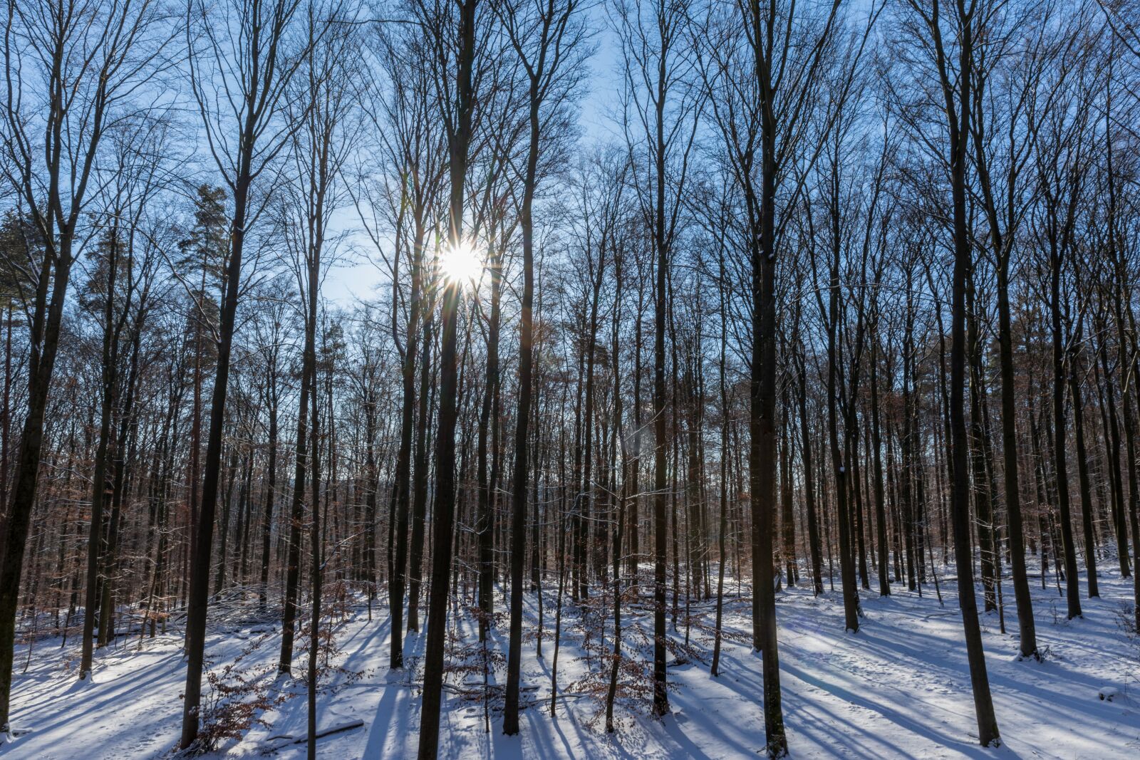 Canon EOS 5D Mark IV sample photo. Winter, sun, forest photography