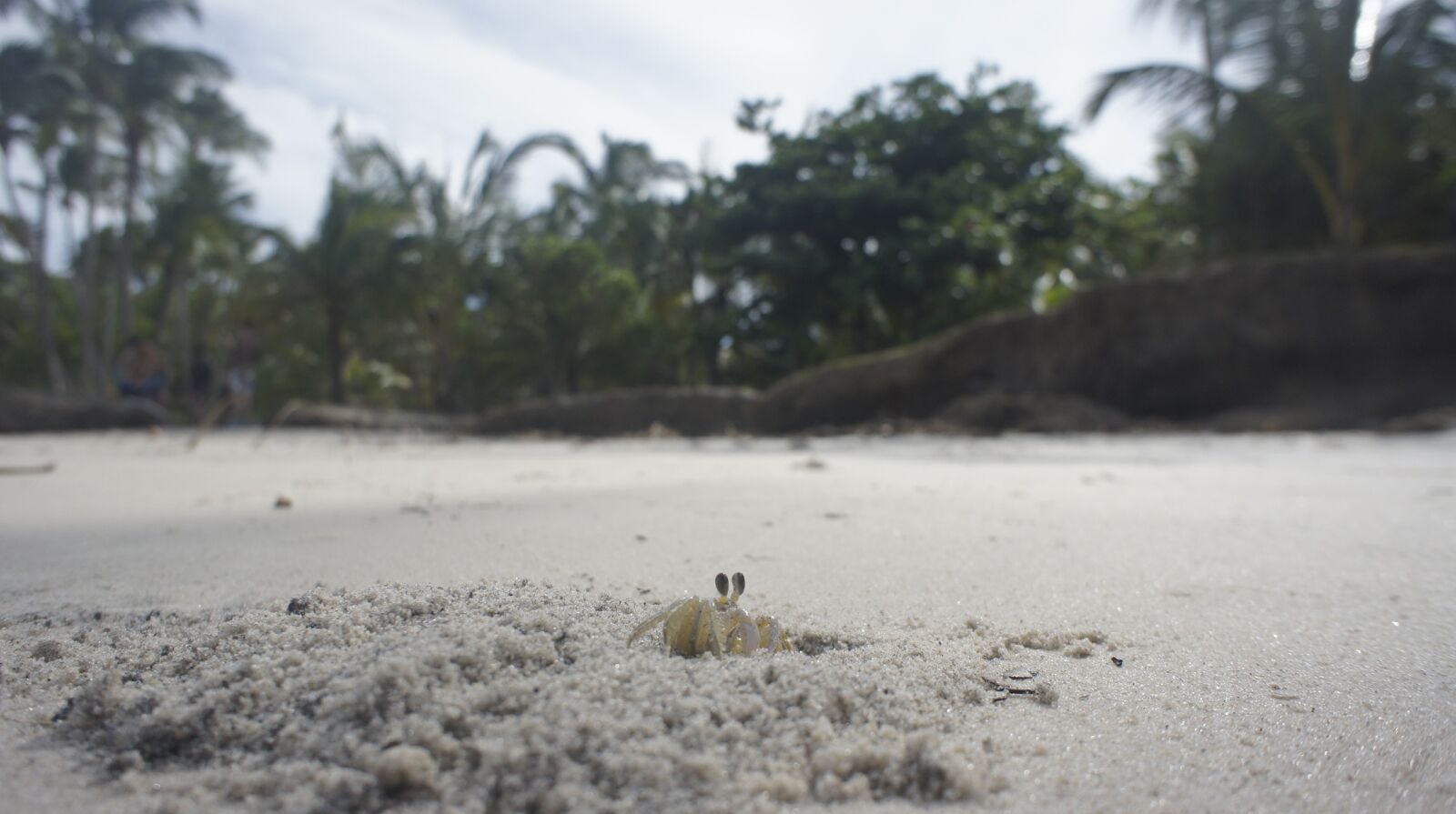 Sony Alpha NEX-5 + Sony E 16mm F2.8 sample photo. Crab, beach, sand photography