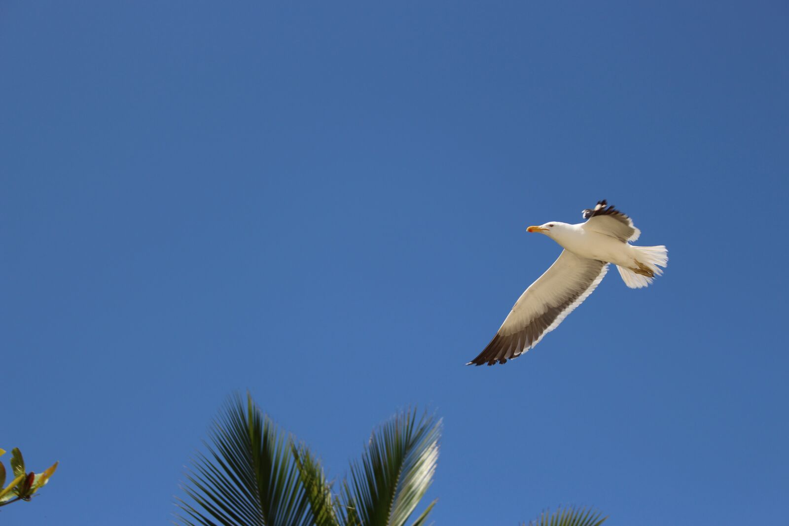 Canon EOS 700D (EOS Rebel T5i / EOS Kiss X7i) sample photo. Seagull, sky, blue photography