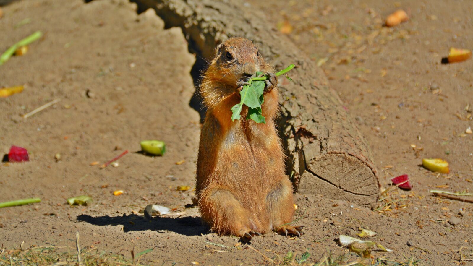 Nikon D5200 sample photo. Prairie dog, animal, rodents photography