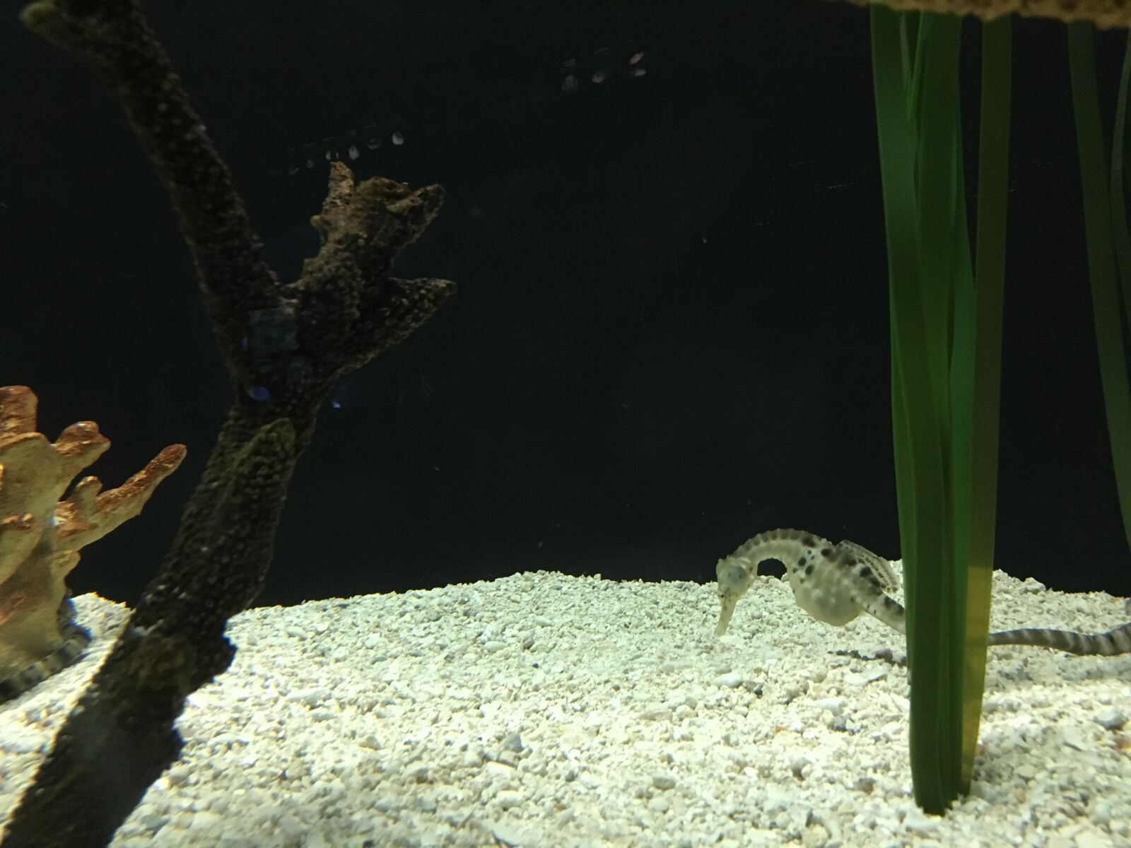 iPhone 6s back camera 4.15mm f/2.2 sample photo. Seahorse, toronto zoo, ontario photography