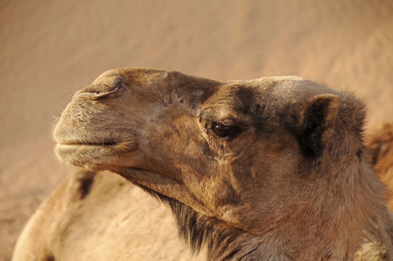 Nikon D300 sample photo. Morocco, camel, desert photography