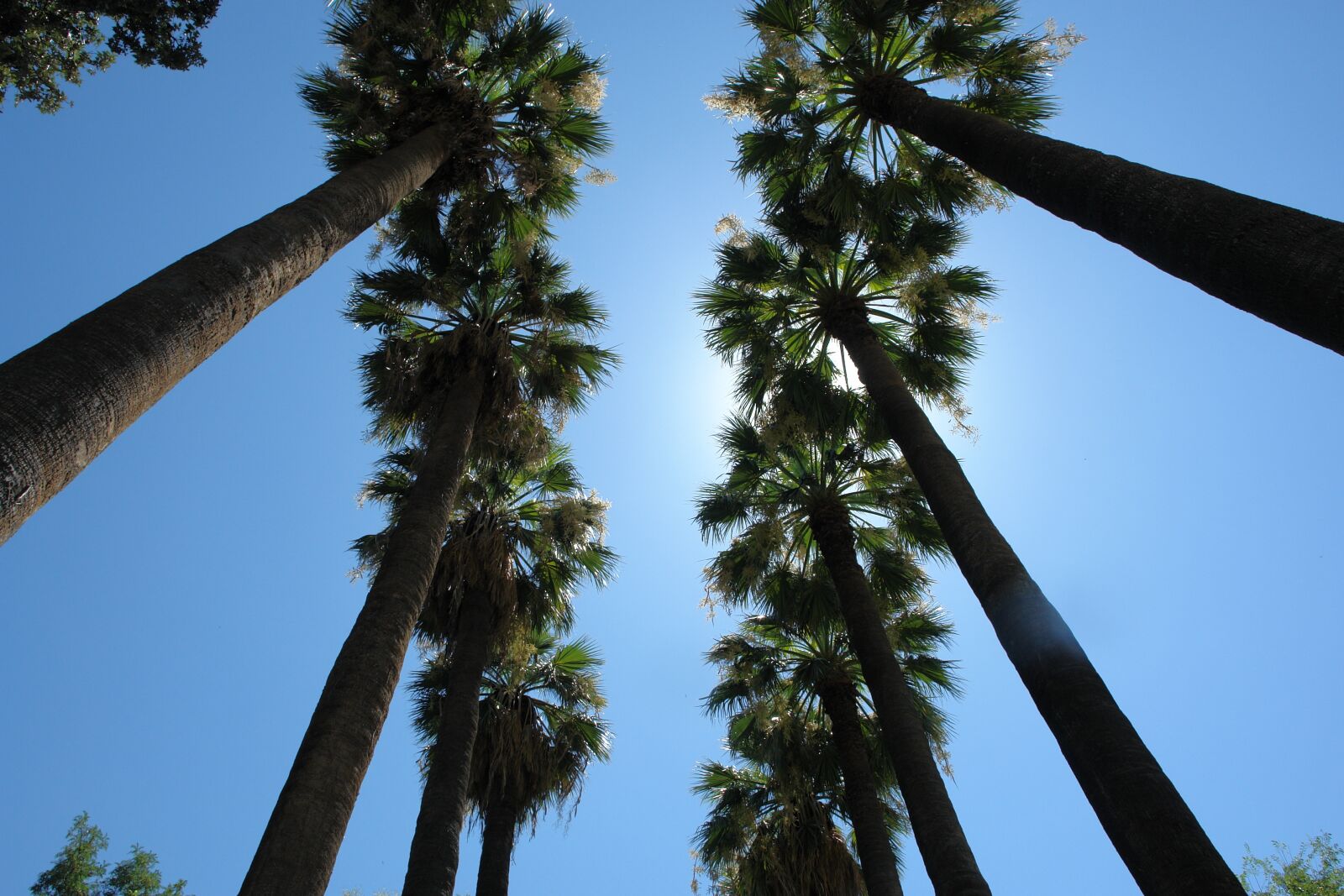 Sony DSC-R1 sample photo. Palms, sky, travel photography