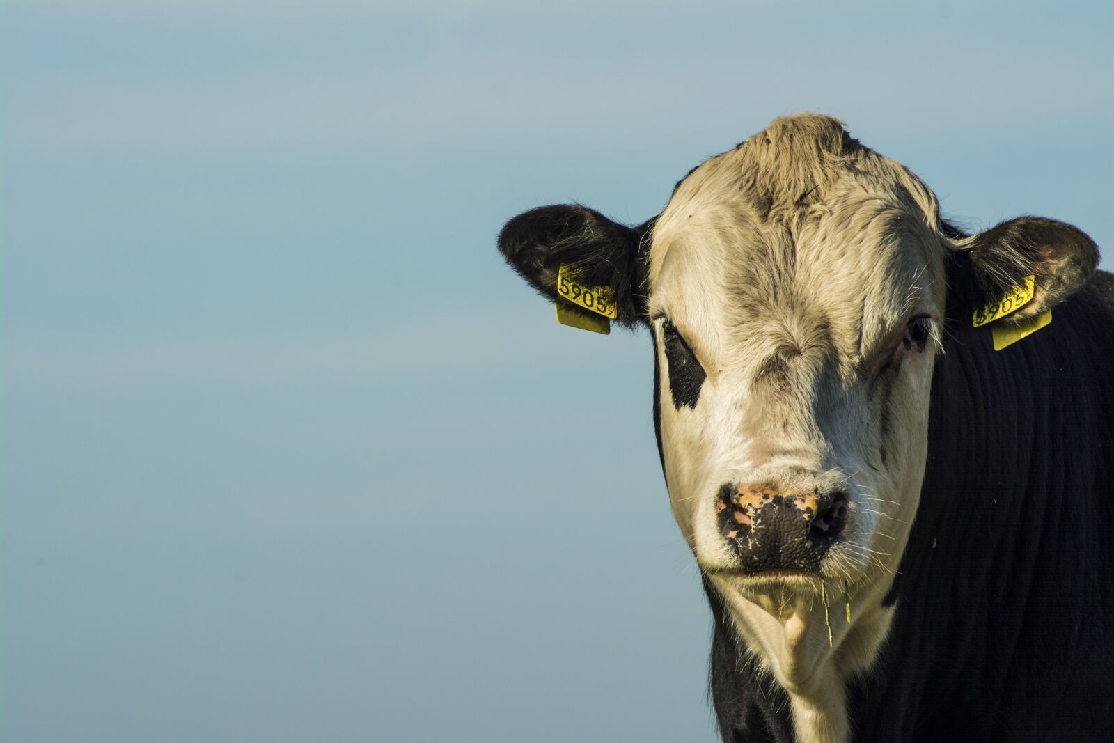 Nikon D7100 sample photo. Bull, closeup, farm photography