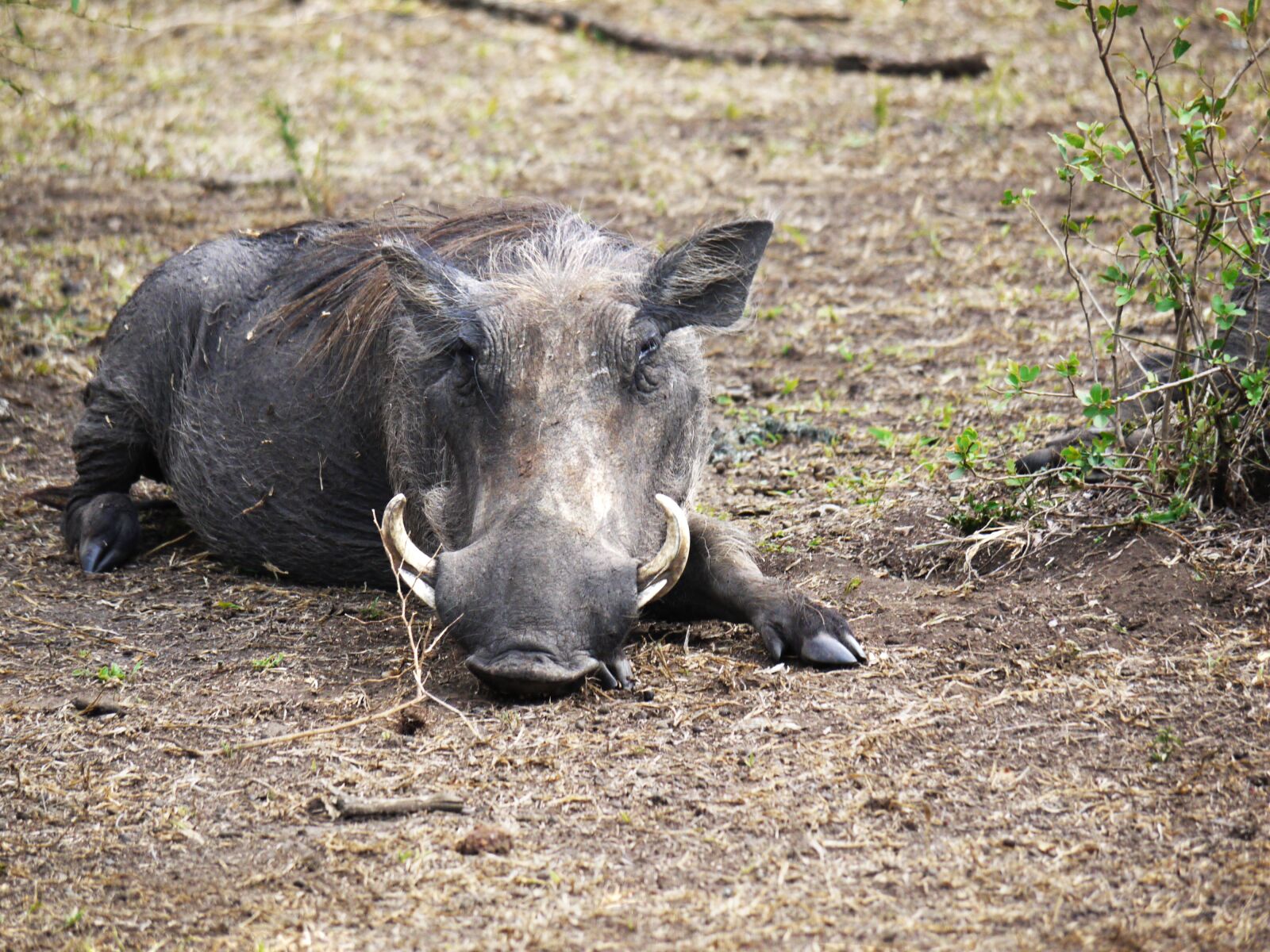 Panasonic Lumix DMC-G1 sample photo. Warthog, savannah, hauer photography