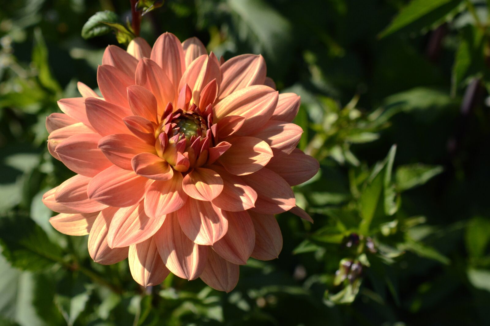 Nikon D7100 sample photo. Dahlia, flower, blossom photography