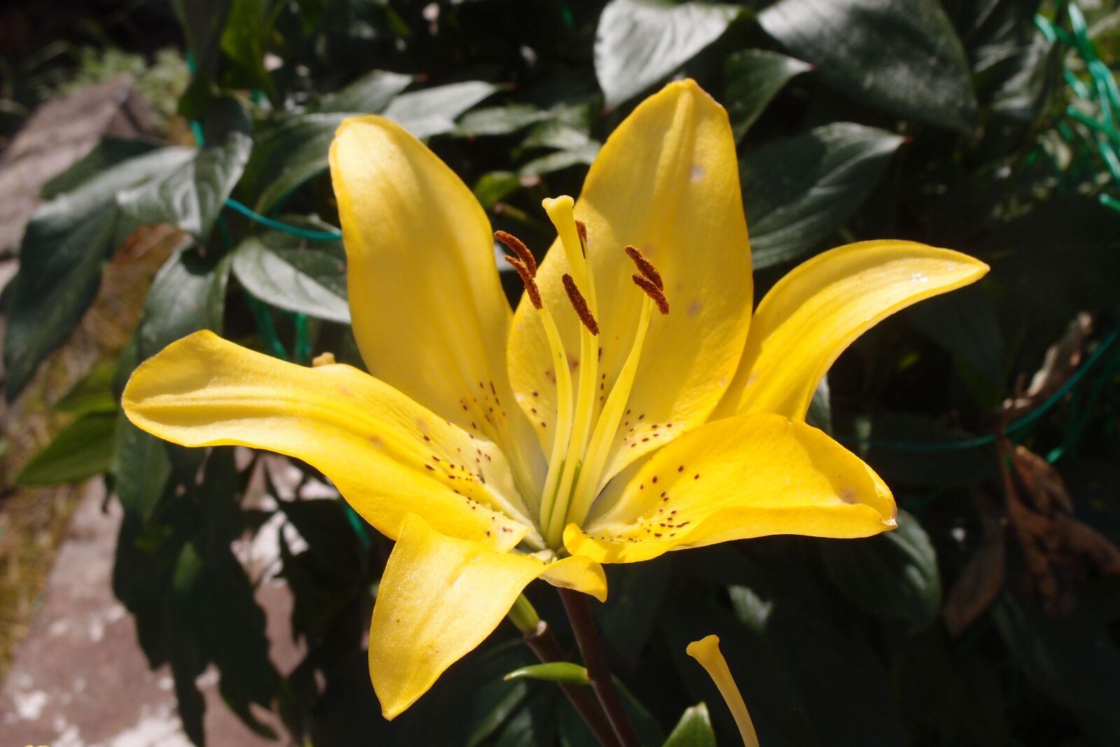 Olympus XZ-1 sample photo. Lily, flower, yellow photography