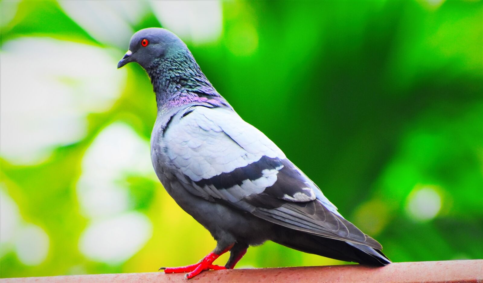 Nikon D5600 sample photo. Bird, wildlife, nature photography