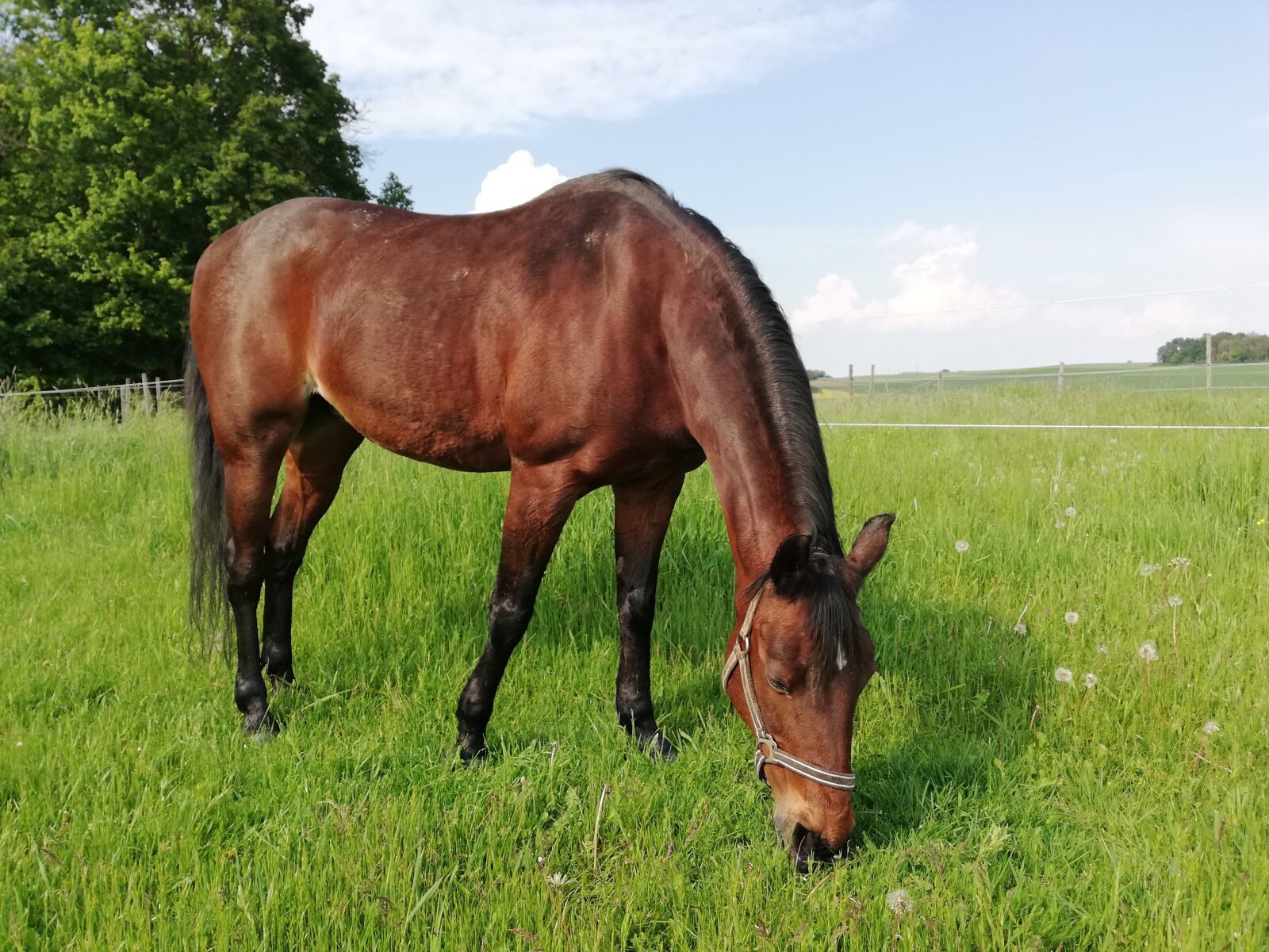 HUAWEI P20 lite sample photo. Horse, walk, halter photography