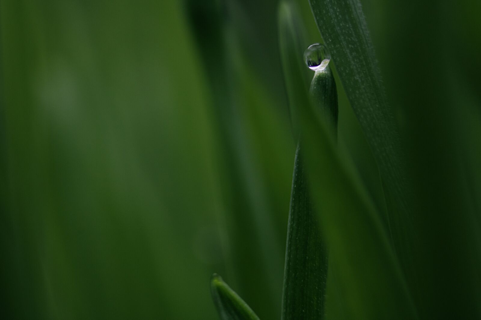 Canon EOS 750D (EOS Rebel T6i / EOS Kiss X8i) sample photo. Dew, grass, water photography