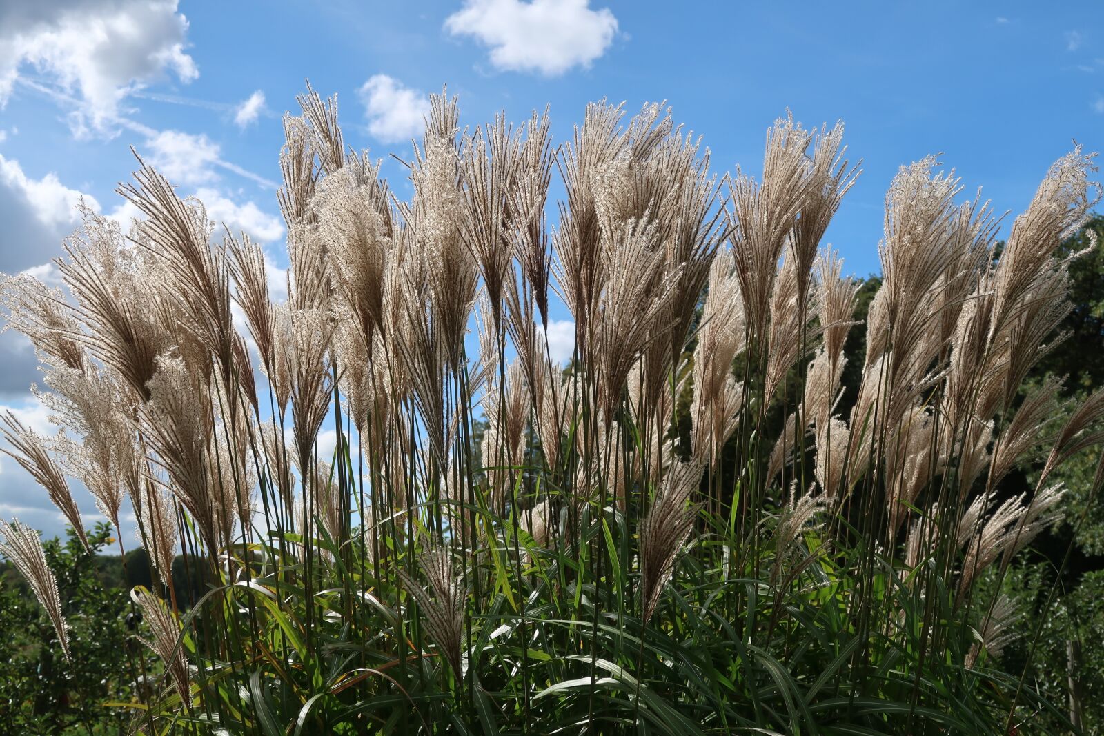 Canon PowerShot G7 X Mark II sample photo. Reed, grass, grassenfamilie photography